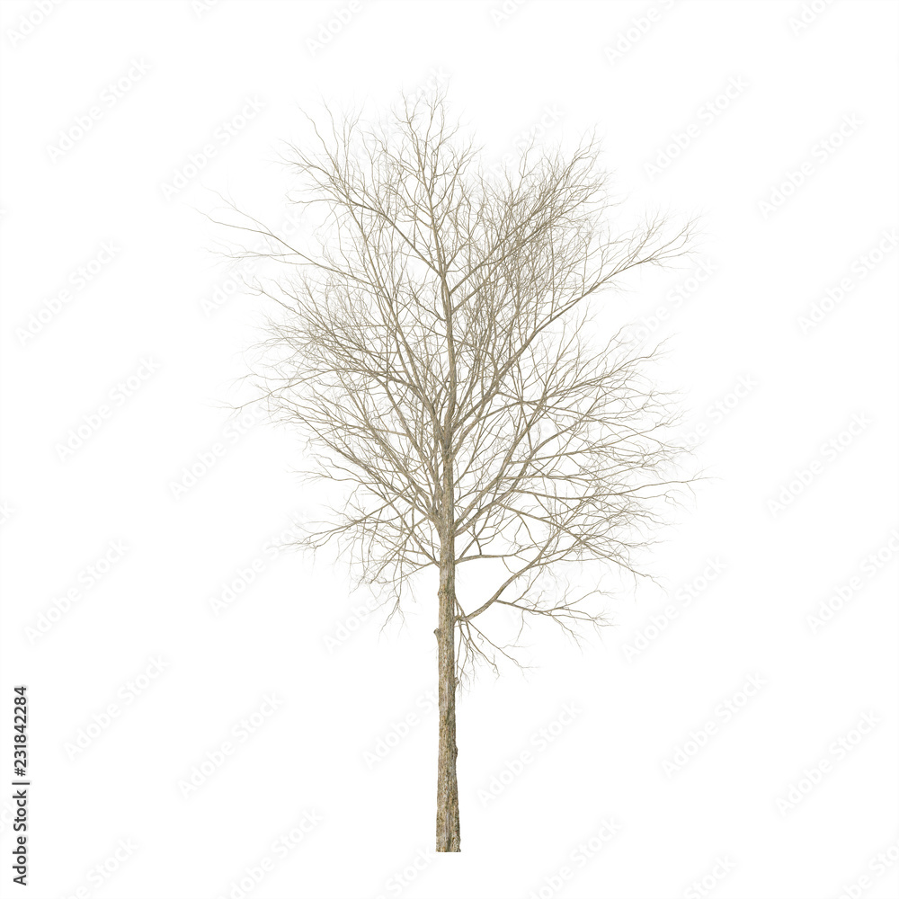 Dry wood. Isolated on white background. 3D rendering. Dry wood. Isolated on white background. 3D rendering.