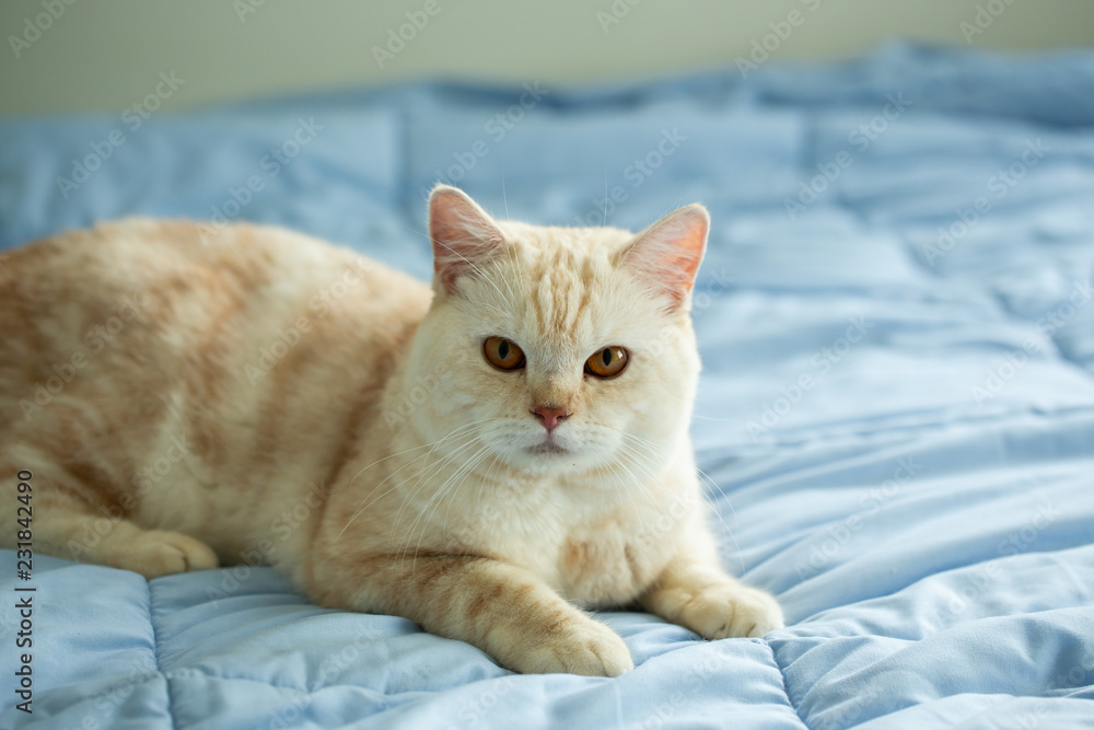 Yellow cat on bed with blue blanket