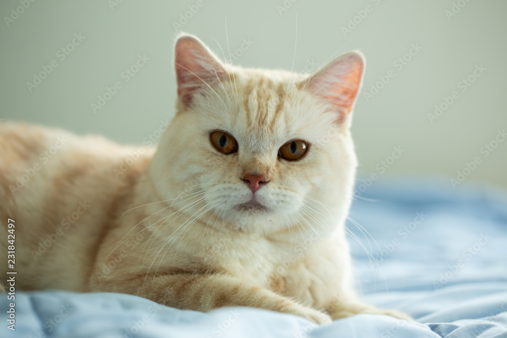 Yellow cat on bed with blue blanket