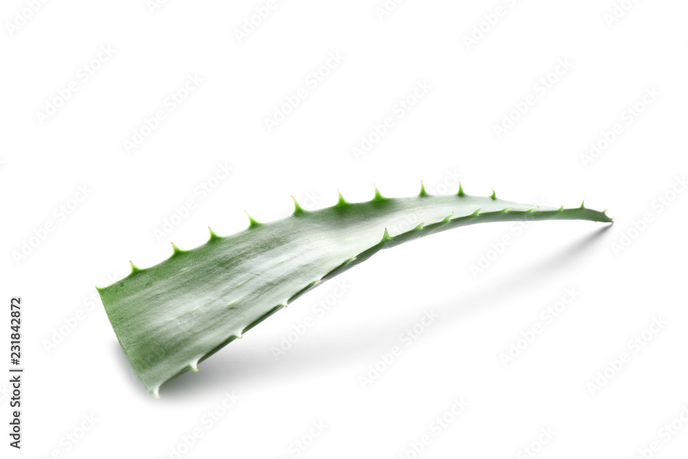 Fresh aloe vera leaf on white background