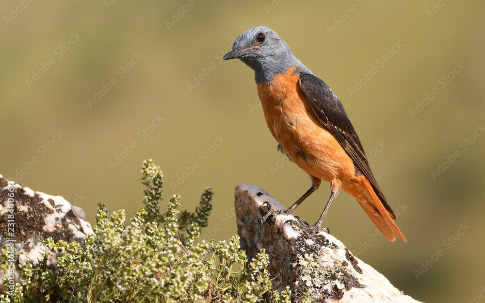Un roquero rojo posado en una piedra Un roquero rojo posado en una piedra