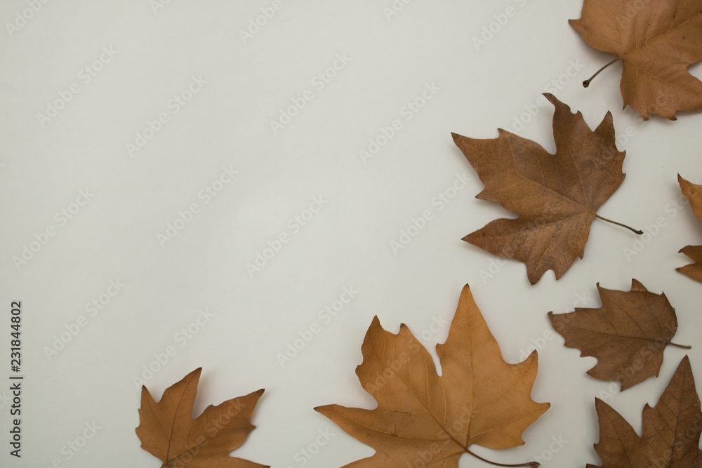 autumn leaves isolated on white background autumn leaves isolated on white background