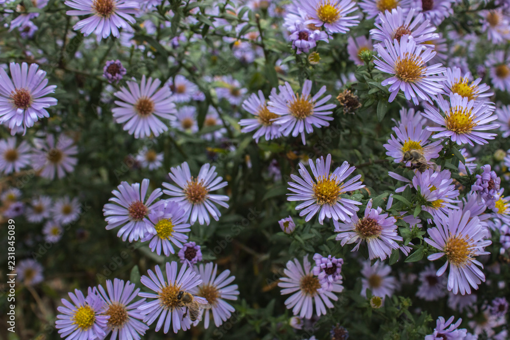 seamless pattern with flowers