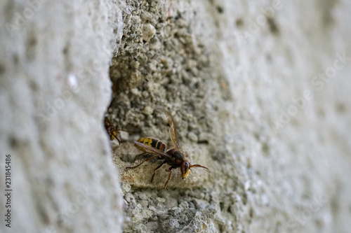 Hornets cooling their nest that's in a wall © Thorsten Spoerlein