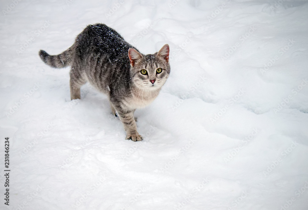 striped cat with green eyes walking in the snow striped cat with green eyes walking in the snow