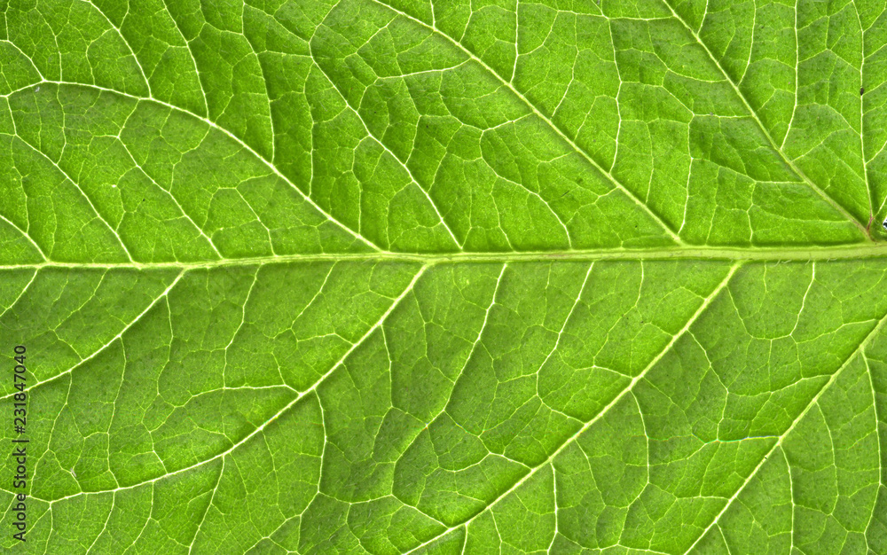 Abstract green leaf texture for background Abstract green leaf texture for background