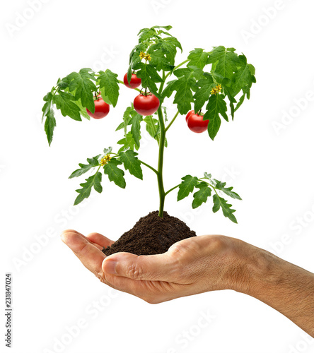 Tomato plant with soil in hand isolated on white background