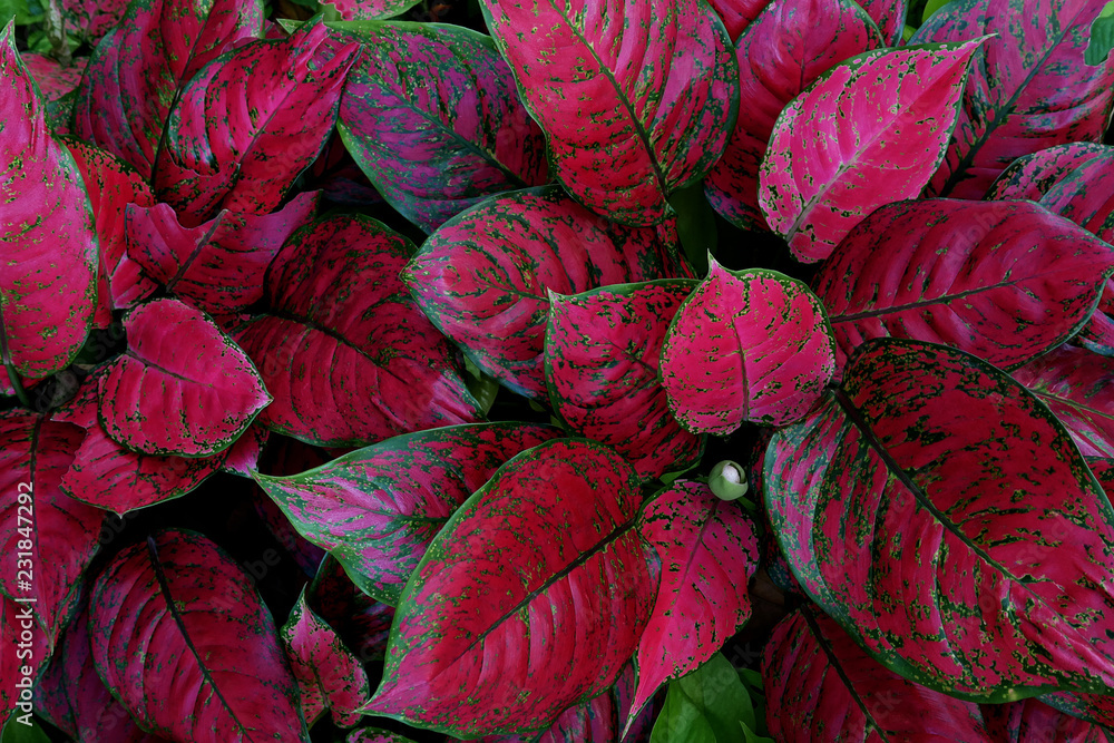 Red Aglaonema the colorful foliage houseplant variegated leaves pattern nature texture on dark background.