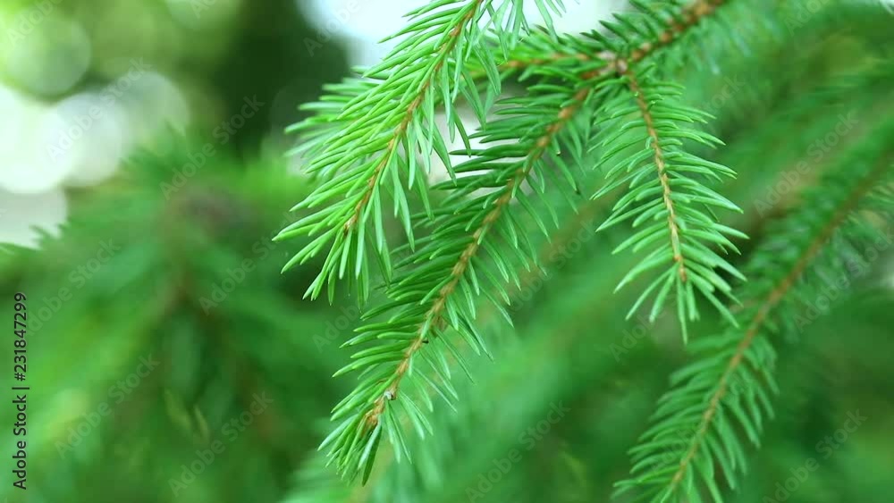 Green coniferous branches Green coniferous branches