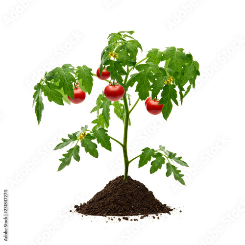 Tomato plant with soil isolated on white background