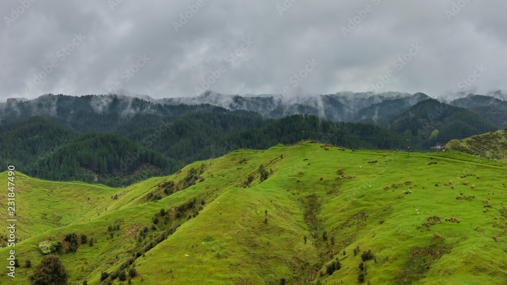 Fototapeta premium Green hills and valleys on a foggy day