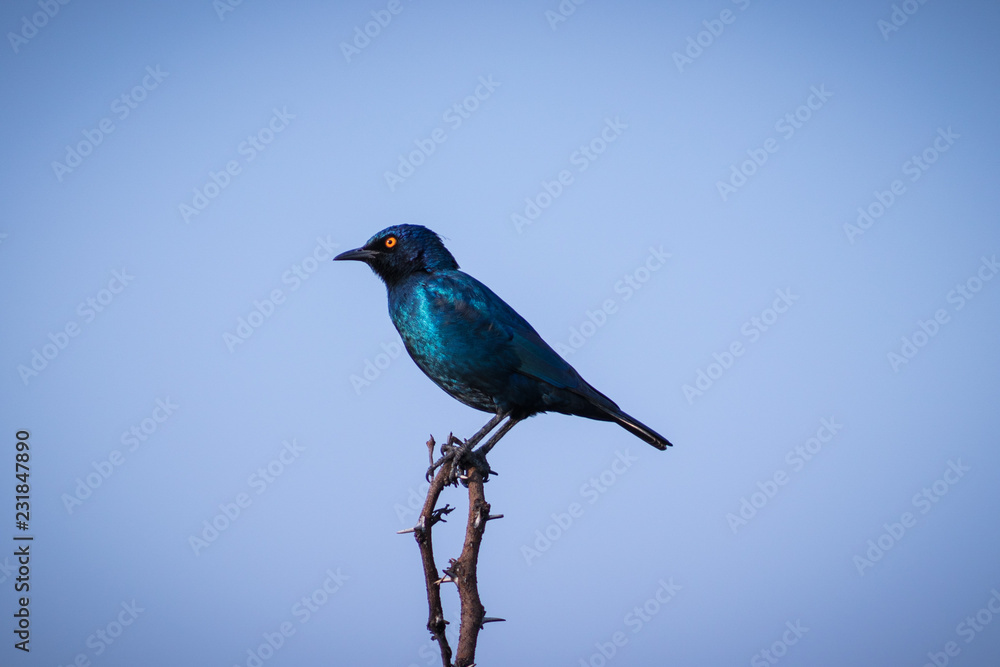 Obraz premium Black bird resting on a tree branch