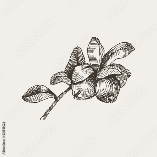 Blackberry. Vintage hand drawn illustration of bramble berries and leaves. Vector floral graphic elements isolated on white