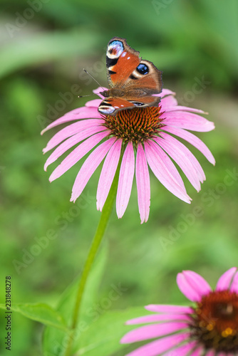 Butterfly Peacock Eye on a Pink Flower