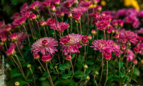 Plenty of beautiful flowers