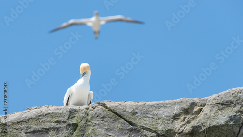 Gannet looking down from the edge of a cliff