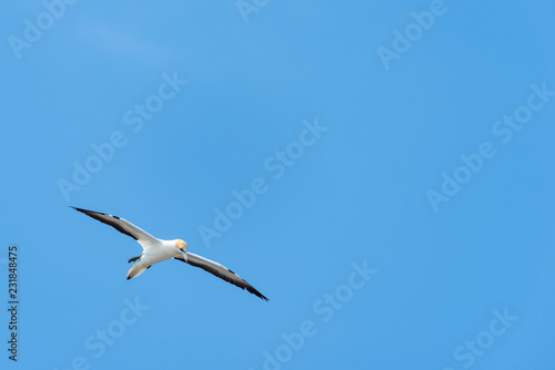 gannet flying with outstretched wings against a blue sky