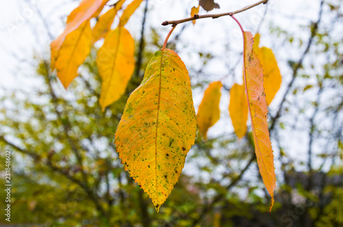 autumn leaves photo