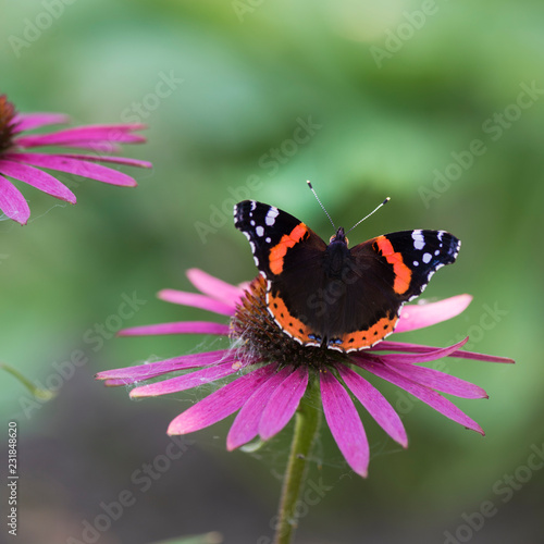 Butterfly Admiral on a pink flower closeup