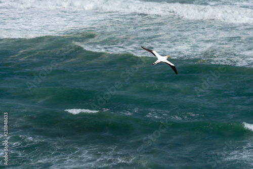 A gannet flying over a aquamarine ocean