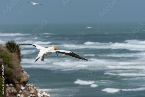 A gannet flying over a dark aquamarine ocean