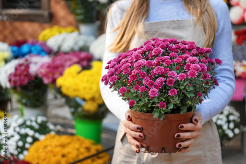 Fotobehang Saleswoman holding pot with beautiful chrysanthemum flowers in shop