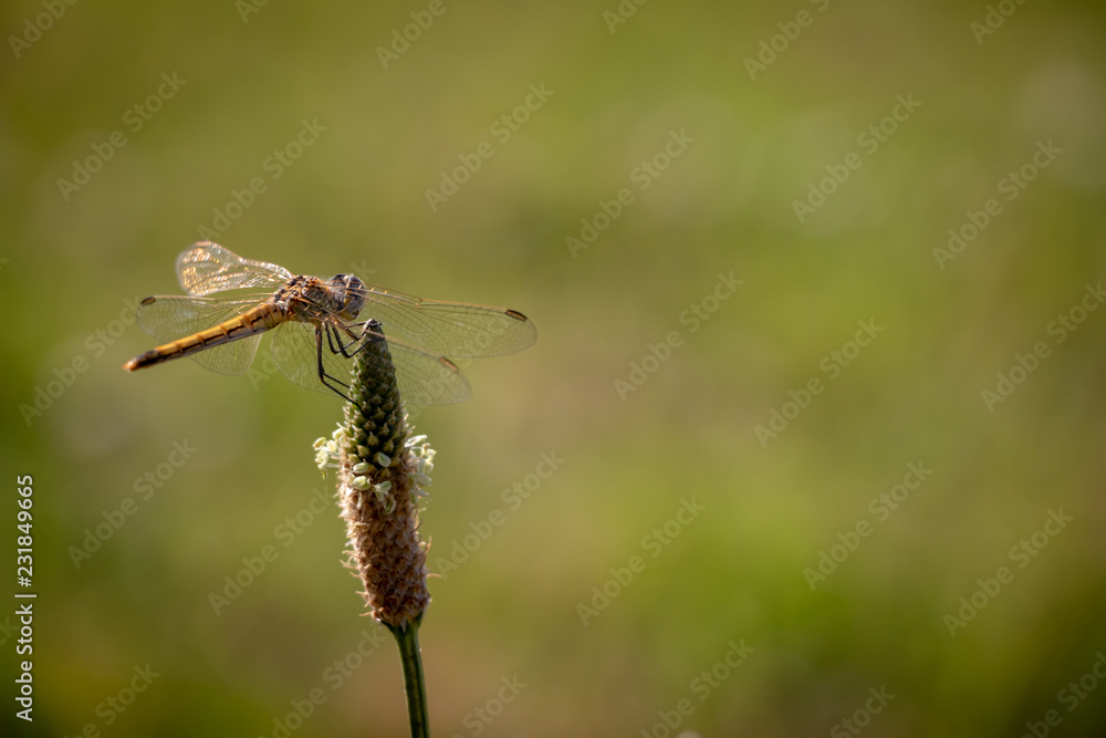 Dragonfly resting on top of a flower with a beautiful green background Dragonfly resting on top of a flower with a beautiful green background