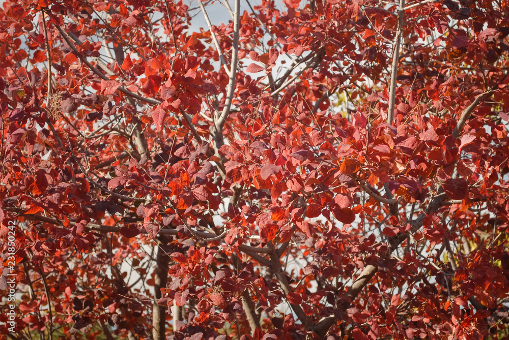 Autumn forest. Tree with red leaves. Autumn leaves background. Autumn forest. Tree with red leaves. Autumn leaves background.
