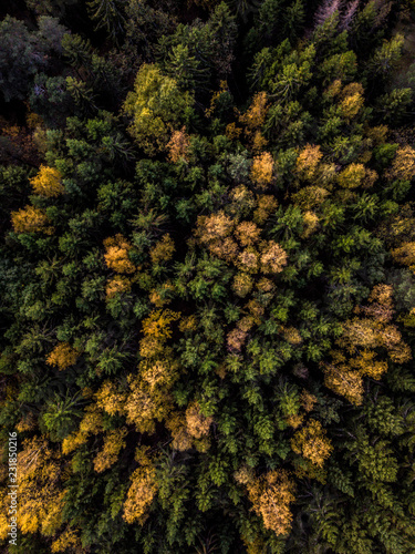 Drone Aerial forest in Autumn