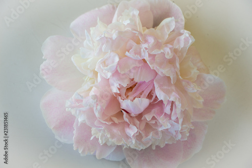 Peony petal. Pink peony. Background.