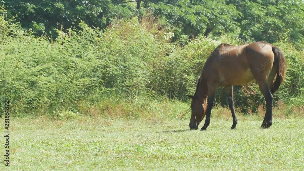 horses are grazing on grass in the meadow horses are grazing on grass in the meadow