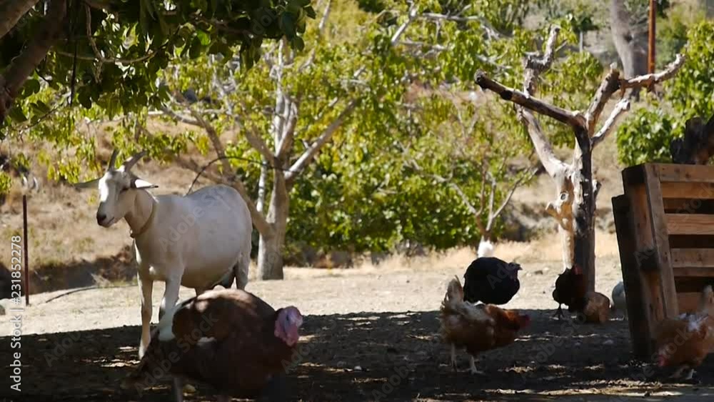 Barnyard Raccoon Animals in a barnyard with goats, chickens and turkeys 素材庫影片 | Adobe Stock