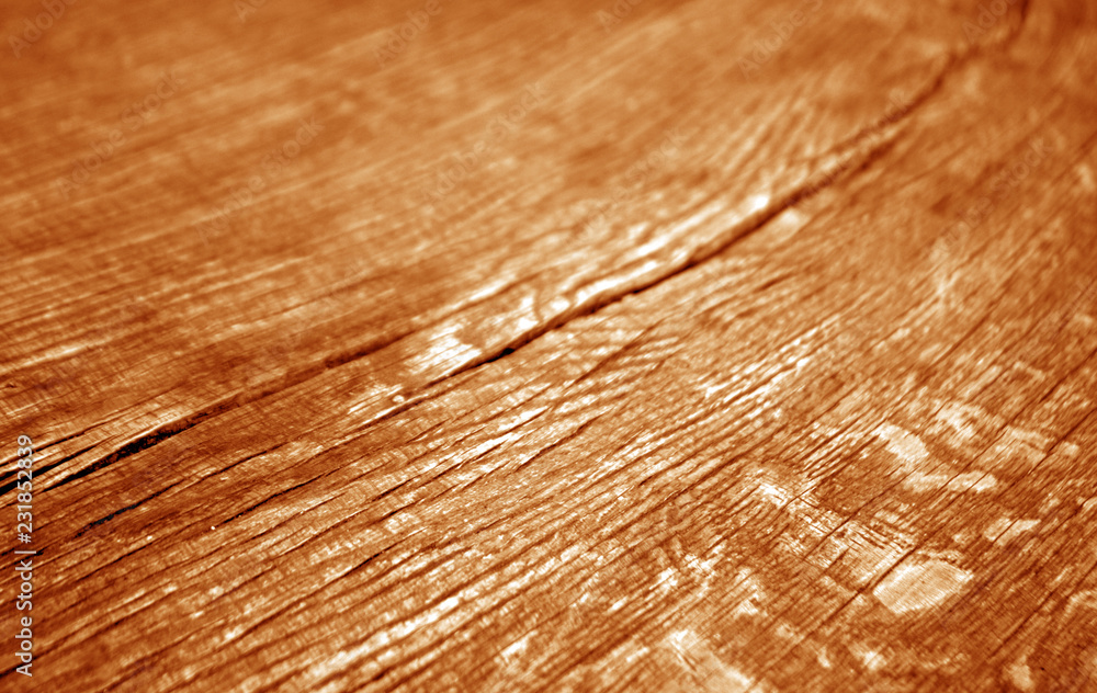 Fototapeta premium Old log cut macro in orange tone.