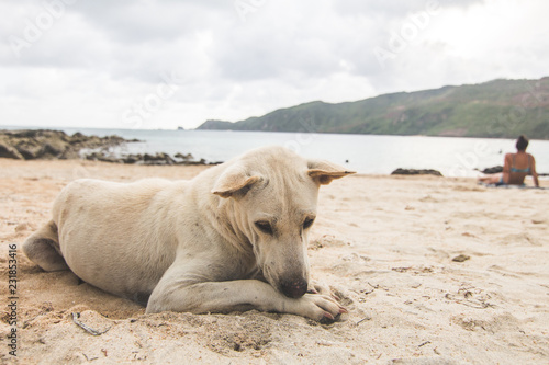 Lombok Hund