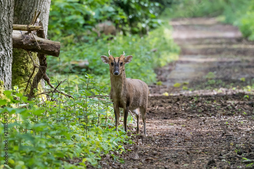 Canvas Print Muntjac Deer Watching