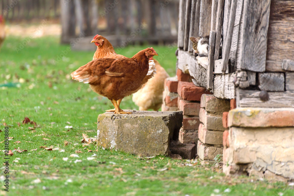 Fototapeta premium Couple of chicken