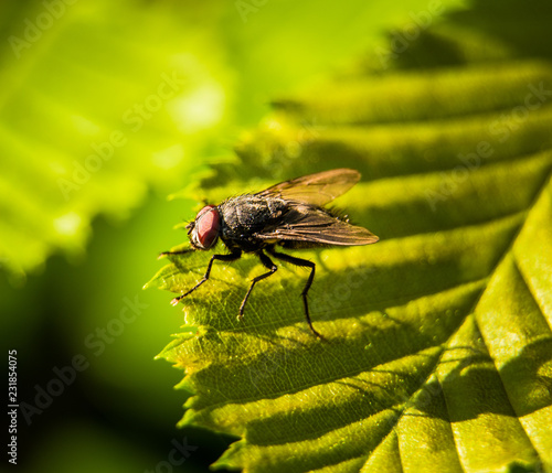 Fly Fliege