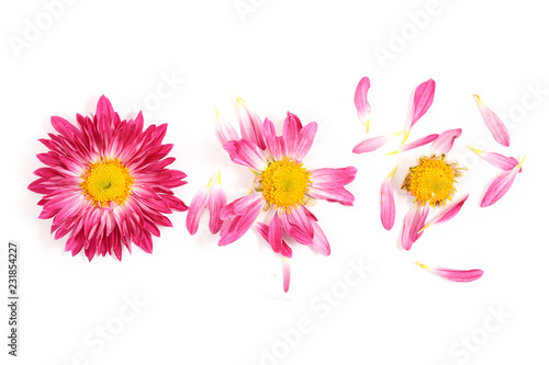 Fototapeta Naklejka Na Ścianę i Meble -  pulling off petals