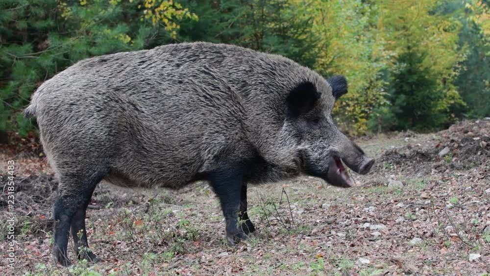 Wild boar female search feed in the forest, autumn, (sus scrofa), germany Wild boar female search feed in the forest, autumn, (sus scrofa), germany