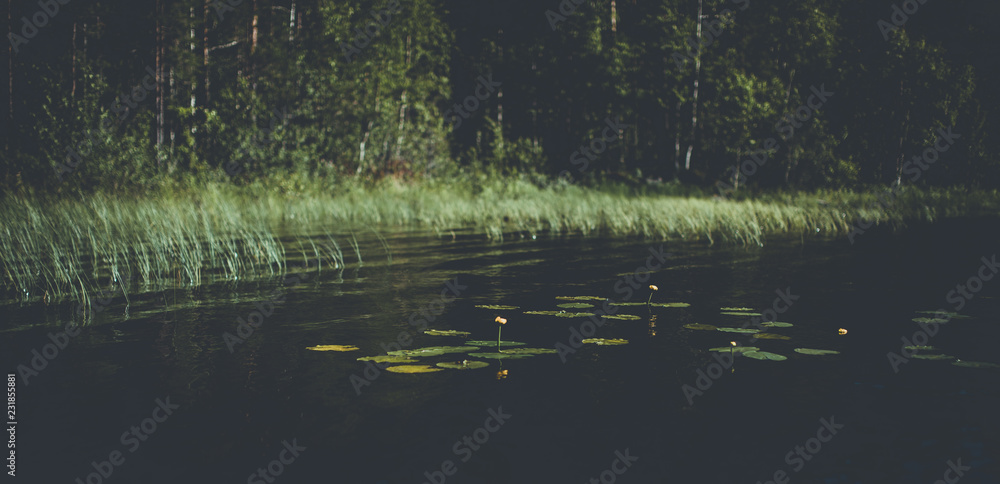 Water lily on a lake in Swedish lapland Water lily on a lake in Swedish lapland