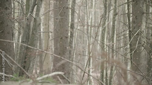 Wallpaper Mural Leafs falling from trees Torontodigital.ca