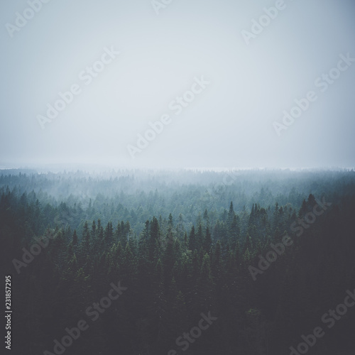 Fog atop the forest in Swedish Lapland