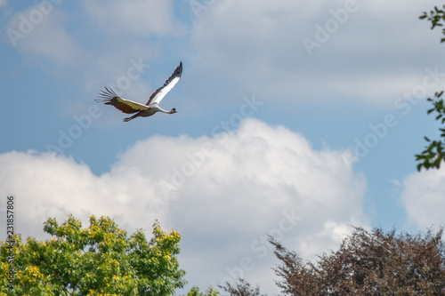 Crowned Crane