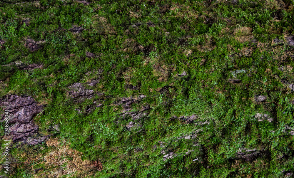 Fototapeta premium Moss green texture. Moss background. Green moss on grunge texture, background