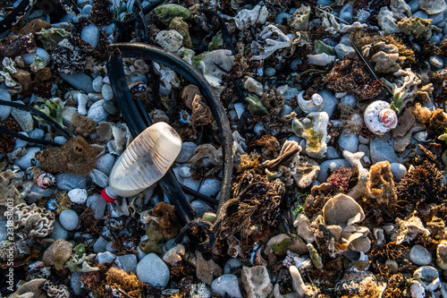 Beach detritus