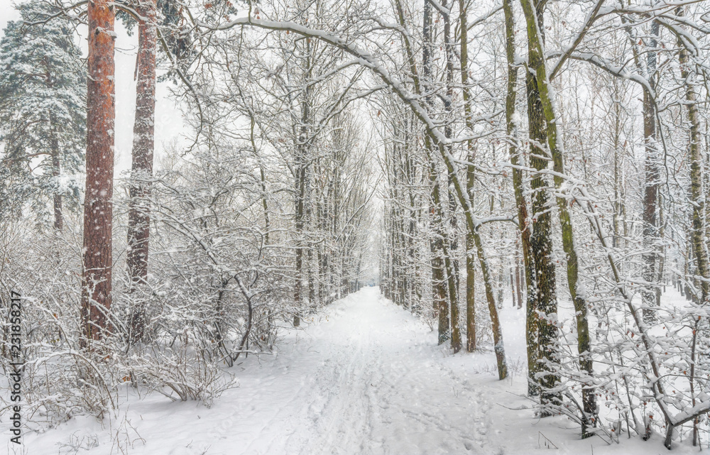 Naklejka premium walk in the snowy woods. snow. winter. coldly.