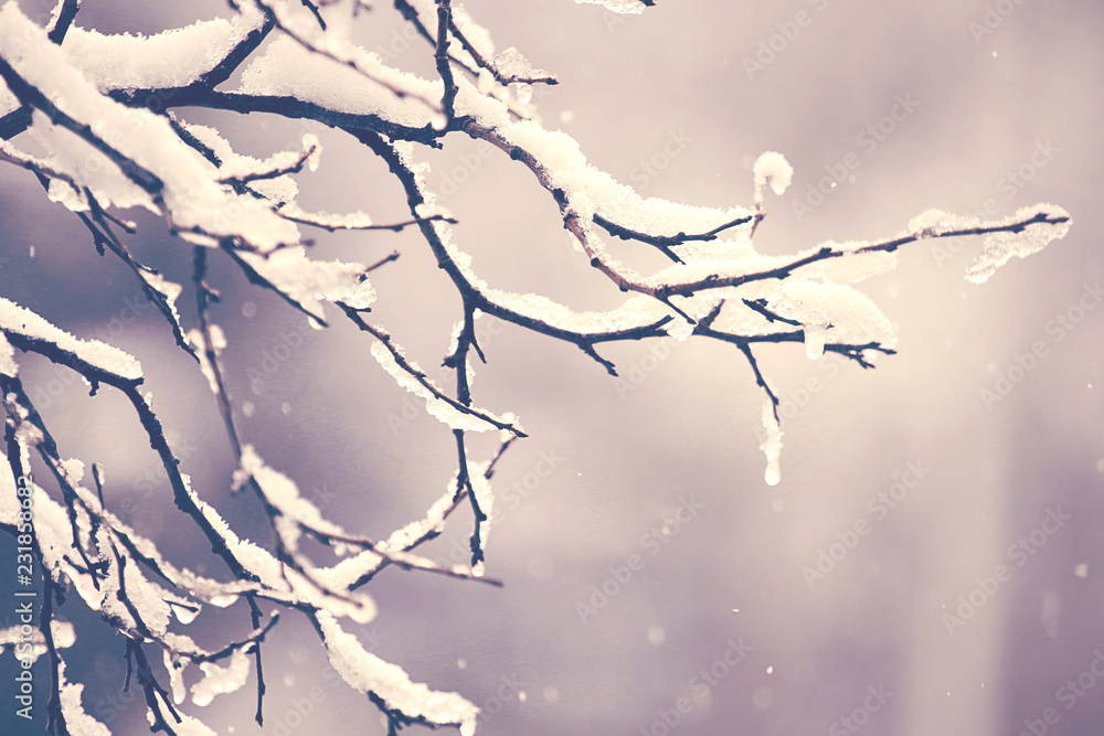 Snow on a tree branches. Winter scene with vintage look.