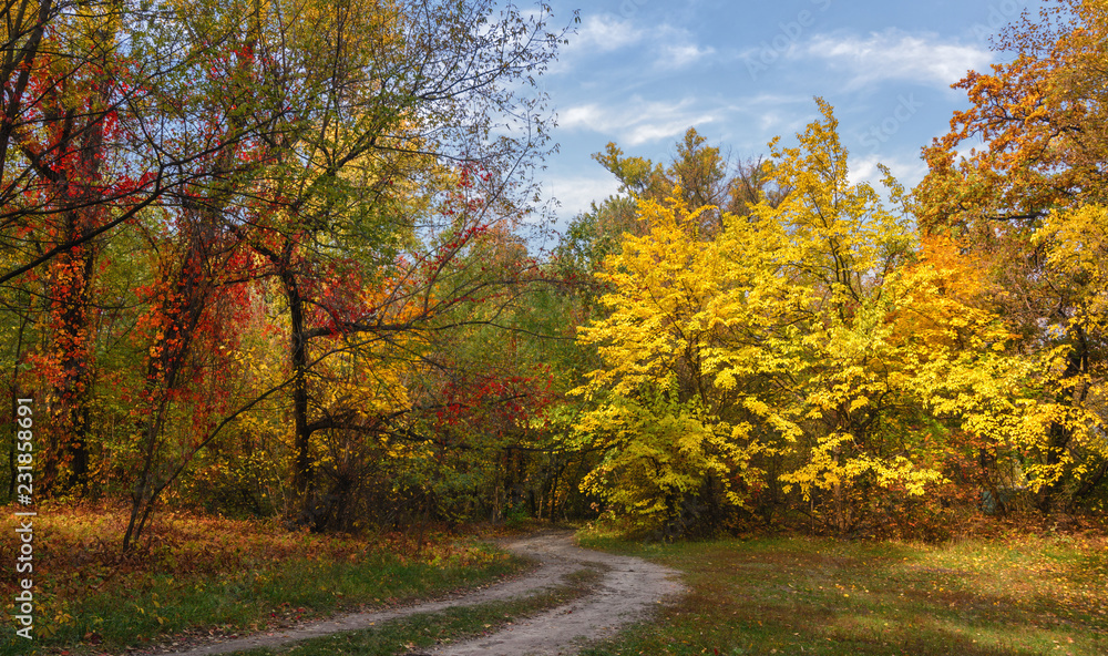 Fototapeta premium walk in the woods. autumn. autumn colors. autumn leaves. beauty. pleasure.