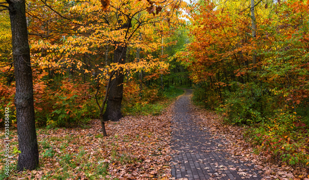 walk in the woods. autumn. autumn colors. autumn leaves. beauty. pleasure.