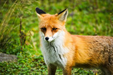 Closeup of a red fox standing on a green meadow